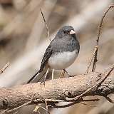 34: 2021-03-10-dark-eye-junco-7D2_5557