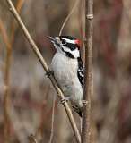 35: 2021-03-10-downy-woodpecker-7D2_5631