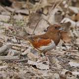 36: 2021-03-10-eastern-towhee-7D2_5769