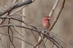 37: 2021-03-10-purple-finch-7D2_5621