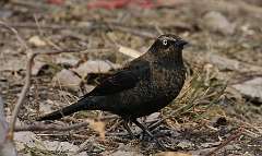 38: 2021-03-10-rusty-blackbird-7D2_5703