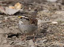 39: 2021-03-10-white-throated-7D2_5720