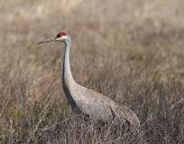 40: 2021-03-14-sandhill-crane-7D2_6092