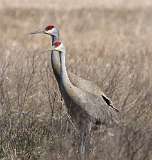 41: 2021-03-14-sandhill-crane-7D2_6151