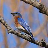 43: 2021-03-17-Eastern bluebird-7D2_6577