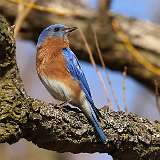 44: 2021-03-17-Eastern bluebird-7D2_6814