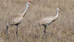 45: 2021-03-20-sandhill-cranes-17D2_7405