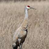 46: 2021-03-20-sandhill-cranes-17D2_7450