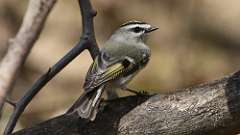 47: 2021-03-22-Golden-crowned Kinglet-7D2_7793