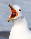 48: 2021-03-22-Ring-billed gull-open-mouth-7D2_8450