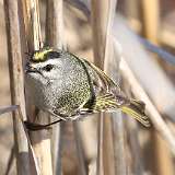 49: 2021-03-27-Golden-crowned kinglet-7D2_8990