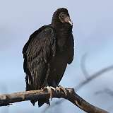 50: 2021-03-29-Black vulture-7D2_0147