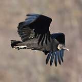 51: 2021-03-29-Black vulture-7D2_0216