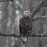 52: 2021-03-30-bald-eagle-7D2_0503