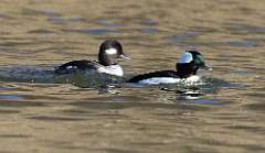 53: 2021-04-02-bufflehead-7D2_0959