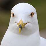 58: 2021-04-06-Ring-billed gull-7D2_1448