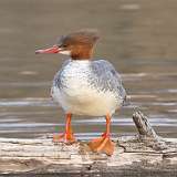 55: 2021-04-06-female-common-merganser-7D2_1936