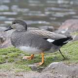 56: 2021-04-06-gadwall-pooping-7D2_1346