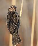 59: 2021-04-07-female-redwing-blackbird-7D2_2552