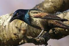 60: 2021-04-07-grackle-7D2_2351