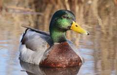 61: 2021-04-07-male-mallard-7D2_2435