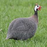 62: 2021-04-09-Domestic guineafowl-7D2_2848