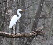 64: 2021-04-09-egret-7D2_3140