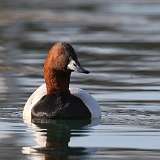 66: 2021-04-13-Canvasback-7D2_3728