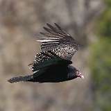 70: 2021-04-19-turkey-vulture-7D2_4569