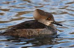 71: 2021-04-23-female-hooded-merganser-7D2_4707