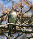 72: 2021-04-24-eastern phoebe-7D2_5651