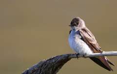 74: 2021-04-25-northern-rough-winged-swallow-7D2_6413