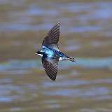 76: 2021-04-25-tree-swallow-in-flight-7D2_6263