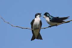 77: 2021-04-25-tree-swallows-7D2_5948