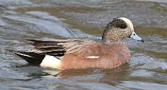 78: 2021-04-27-widgeon-7D2_6807