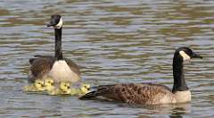 84: 2021-05-02-canadian-geese-7D2_7990