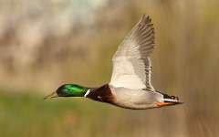 85: 2021-05-02-mallard-in-flight-7D2_8272