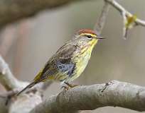 86: 2021-05-02-palm-warbler-7D2_7664