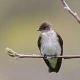 91: 2021-05-08-Northern rough-winged swallow-7D2_9078