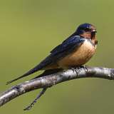 87: 2021-05-08-barn-swallow-7D2_9240