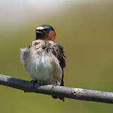 88: 2021-05-08-cliff-swallow-7D2_9424