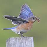 89: 2021-05-08-eastern-bluebird-7D2_9572