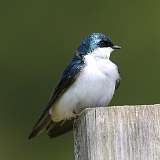 92: 2021-05-08-tree-swallow-7D2_9652