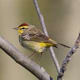 94: 2021-05-12-palm-warbler-7D2_0718