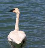 95: 2021-05-12-trumpeter-swan-7D2_0257