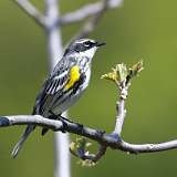 96: 2021-05-12-yellow-rump-7D2_0303