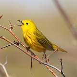 97: 2021-05-12-yellow-warbler-7D2_0352