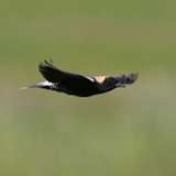 100: 2021-05-17-bobolink-flying-7D2_1486