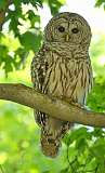 101: 2021-05-20-barred-owl-7D2_2241