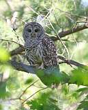 102: 2021-05-20-barred-owl-7D2_2295